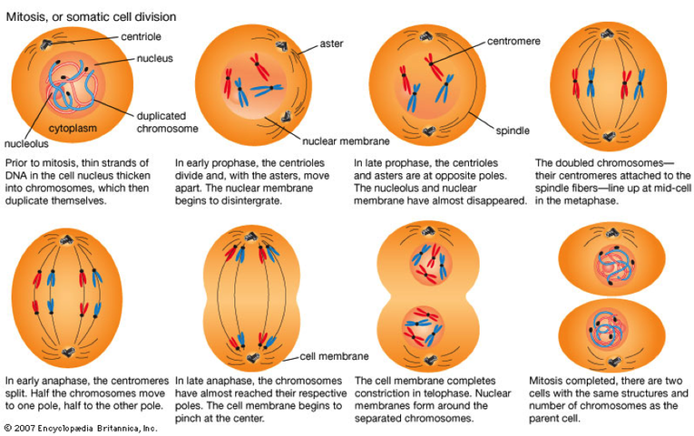 dna replication in mitosis vs meiosis